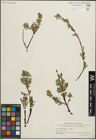 Foto von Salix hastata L. x Salix repens L.